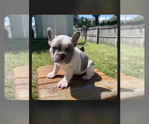 French Bulldog Puppy for sale in RIVERVIEW, FL, USA