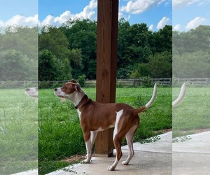 American Pit Bull Terrier-Unknown Mix Dogs for adoption in Germantown, OH, USA