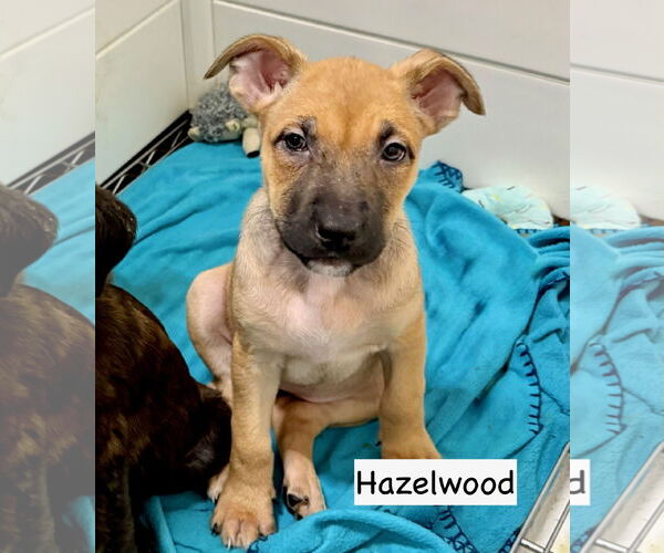 Medium Photo #1 Borador Puppy For Sale in GILBERTS, IL, USA