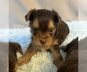 Yorkshire Terrier Puppy for sale in CORNERSVILLE, TN, USA