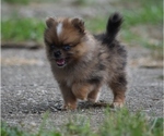 Small #3 Pomeranian