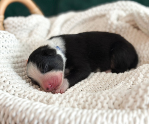 Australian Shepherd Puppy for sale in BOUTON, IA, USA