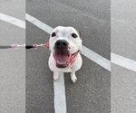 Small Photo #13 Bullboxer Pit Puppy For Sale in Holly Springs, NC, USA