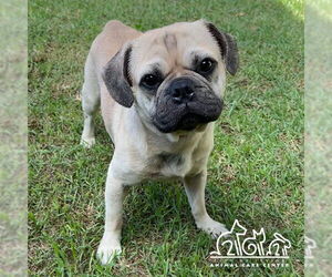 Frenchie Pug Dogs for adoption in Irvine, CA, USA