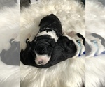 Small Photo #25 Sheepadoodle Puppy For Sale in NIXA, MO, USA