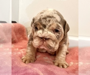 English Bulldog Puppy for Sale in BAKERSFIELD, California USA