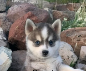 Pomsky Puppy for Sale in ALPINE, Utah USA