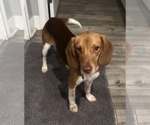 Small #1 Beagle