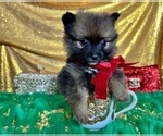 Small Photo #9 Pomeranian Puppy For Sale in HAYWARD, CA, USA