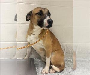 American Pit Bull Terrier-Unknown Mix Dogs for adoption in Conroe, TX, USA