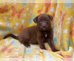 Small #3 Labrador Retriever Mix