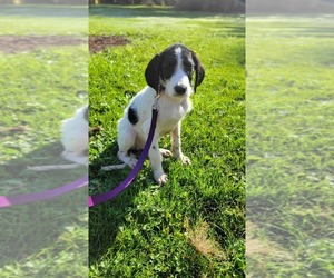 German Wirehaired Pointer Puppy for sale in SOUTH BEND, IN, USA