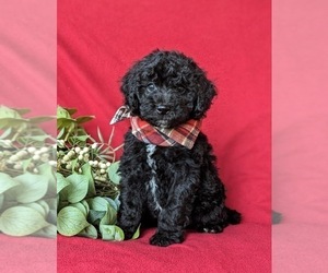 Poodle (Miniature)-Sheepadoodle Mix Puppy for sale in GLEN ROCK, PA, USA