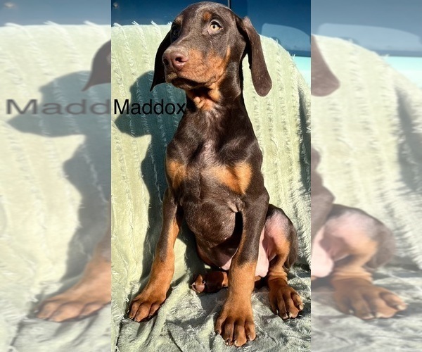 Medium Photo #1 Doberman Pinscher Puppy For Sale in POMEROY, OH, USA