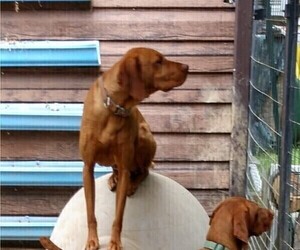 Father of the Vizsla puppies born on 04/20/2022