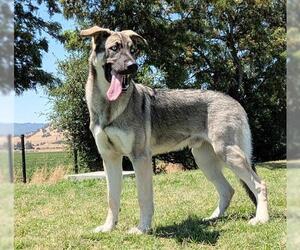 German Shepherd Dog Dogs for adoption in San Martin, CA, USA