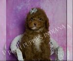 Puppy Coffee Maltipoo (Miniature)