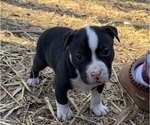 Small #3 American Bulldog