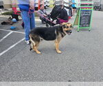 Small #2 German Shepherd Dog Mix