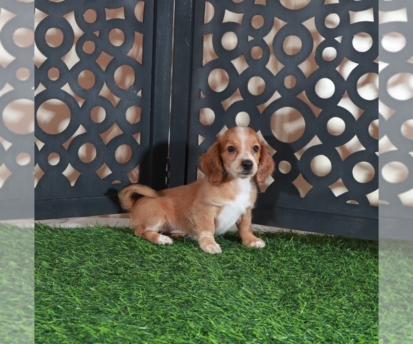Medium Photo #4 Dachshund Puppy For Sale in MOUNT VERNON, OH, USA