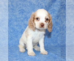 Cocker Spaniel Puppy for sale in KLINGERSTOWN, PA, USA