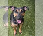 Small #1 German Shepherd Dog Mix
