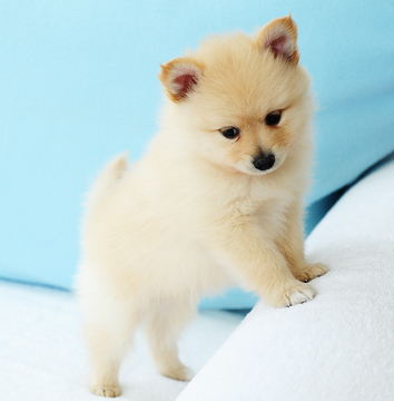 Medium Photo #6 Pomeranian Puppy For Sale in FRAZER, PA, USA