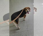 Small #2 Beagle