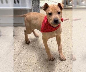 Chinese Shar-Pei-Unknown Mix Dogs for adoption in Warrenton, VA, USA