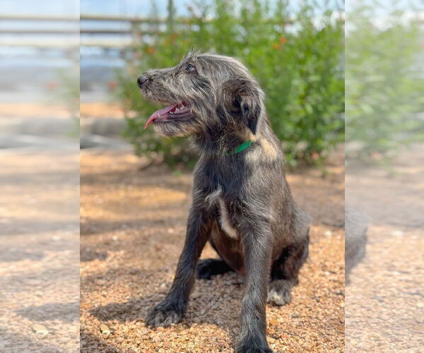 Medium Photo #3 Mutt Puppy For Sale in PIPE CREEK, TX, USA