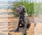 Small #2 Mutt