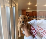 Small #2 Golden Retriever