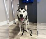 Small Siberian Husky