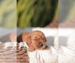 Small #4 Golden Retriever