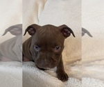 Small #11 American Bully