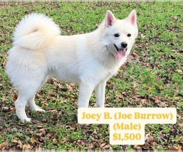 Medium Photo #3 Pomsky Puppy For Sale in SHREVEPORT, LA, USA