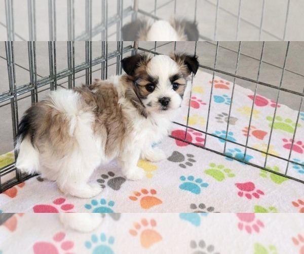 Medium Photo #8 Papitese Puppy For Sale in ORO VALLEY, AZ, USA