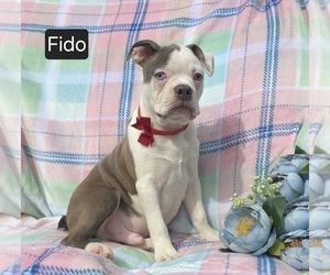 Boston Terrier Puppy for Sale in MINERAL WELLS, West Virginia USA