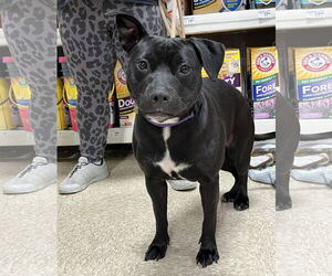 Staffordshire Bull Terrier-Unknown Mix Dogs for adoption in Spotsylvania, VA, USA