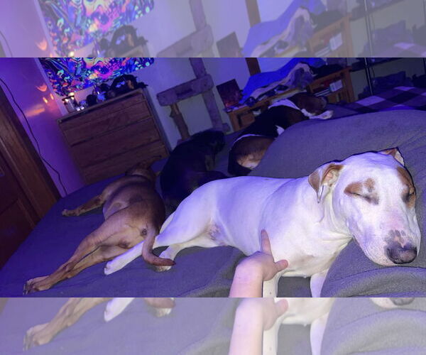 Medium Photo #3 Bull Terrier-Unknown Mix Puppy For Sale in Waterloo, IA, USA