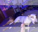 Small #2 Bull Terrier Mix