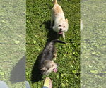 Small #2 Chihuahua Mix