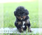 Small Cavapoo (Miniature)