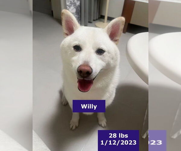 Medium Photo #1 Mutt Puppy For Sale in West Hollywood, CA, USA
