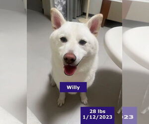 Mutt Dogs for adoption in West Hollywood, CA, USA
