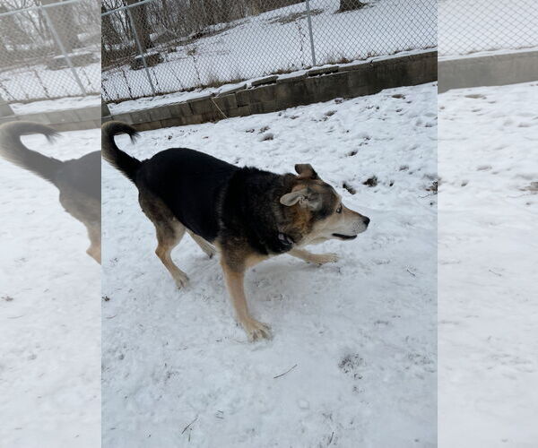 Medium Photo #4 German Shepherd Dog Puppy For Sale in Techny, IL, USA