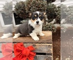 Small #2 Pembroke Welsh Corgi