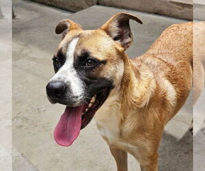 Boxer-Unknown Mix Dogs for adoption in Chicago, IL, USA