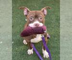Small American Pit Bull Terrier Mix