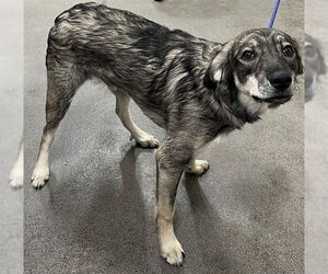 German Shepherd Dog-Unknown Mix Dogs for adoption in Forestville, MD, USA